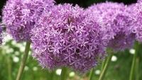 česnek allium